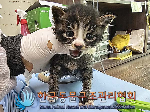 한국동물구조관리협회_441414202400343